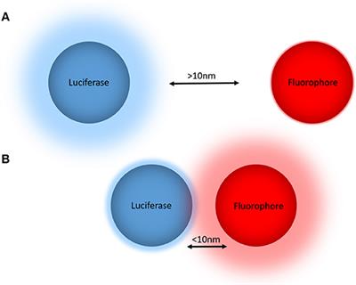 NanoBRET: The Bright Future of Proximity-Based Assays